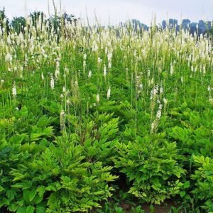 Actaea racemosa