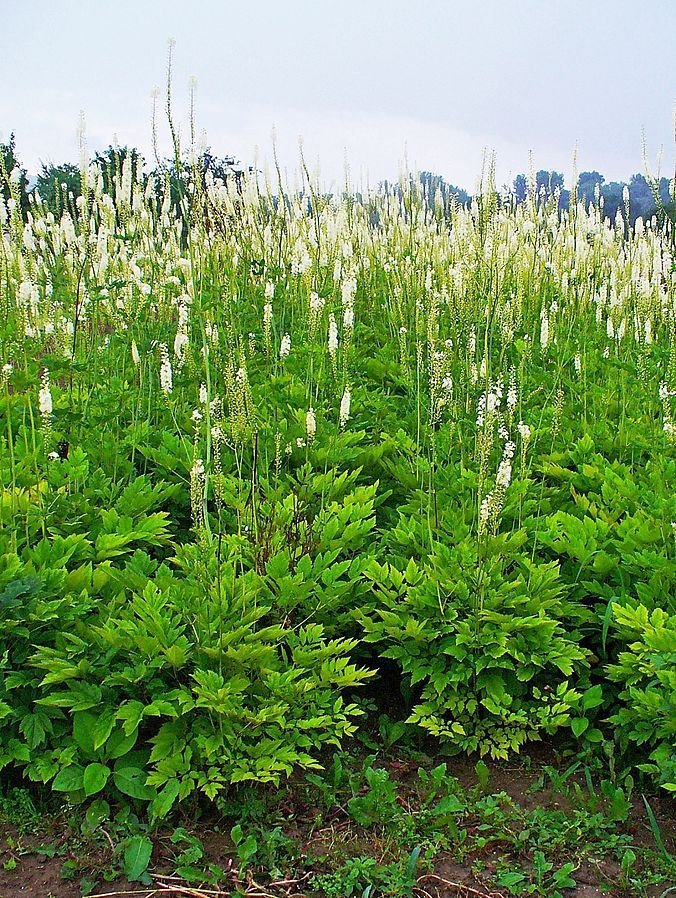 growth habit Actaea racemosa