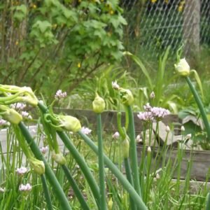 Egyptian walking onion stalks bearing clusters of bulbils