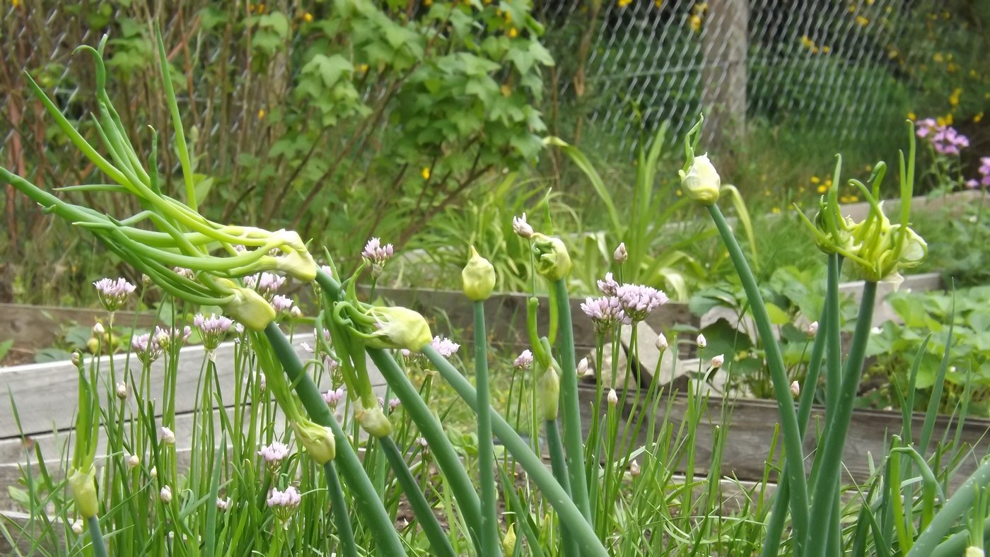 egyptian walking onion with topsets Egyptian walking onion stalks bearing clusters of bulbils