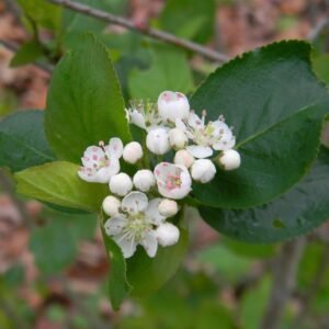 Aronia melanocarpa