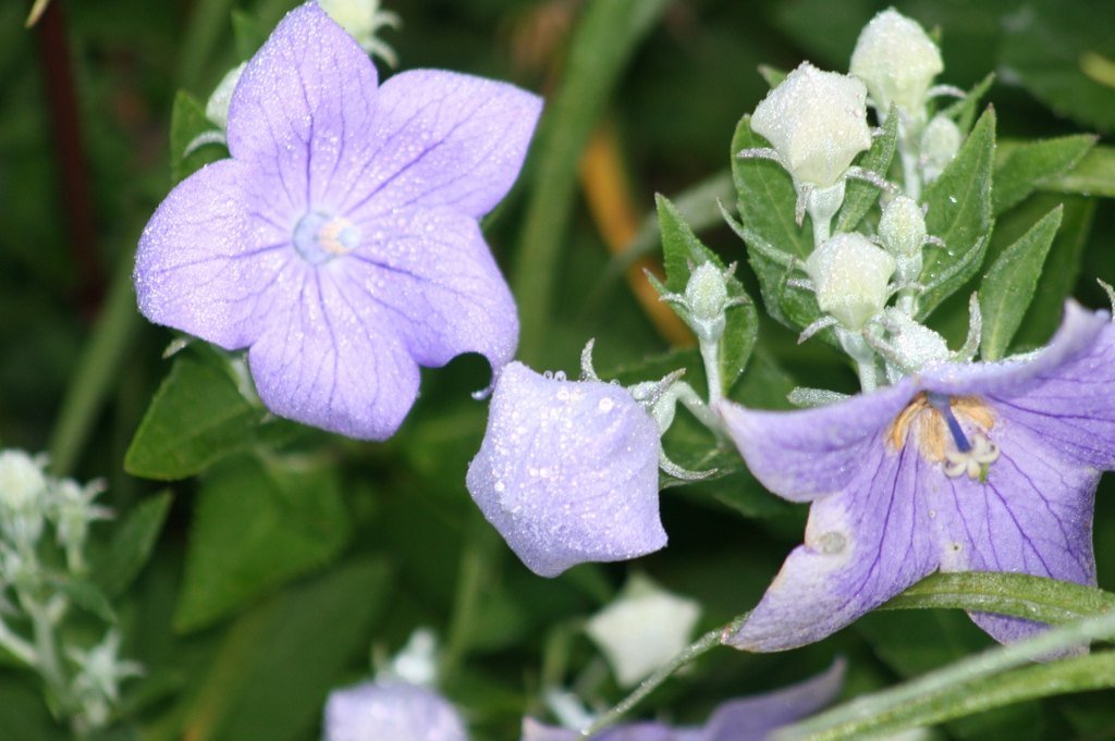 flower and bud close up (cleveland county,nc) summer Platycodon grandiflorus