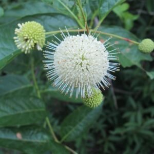 Spherical cluster of white flowers with exserted stamens