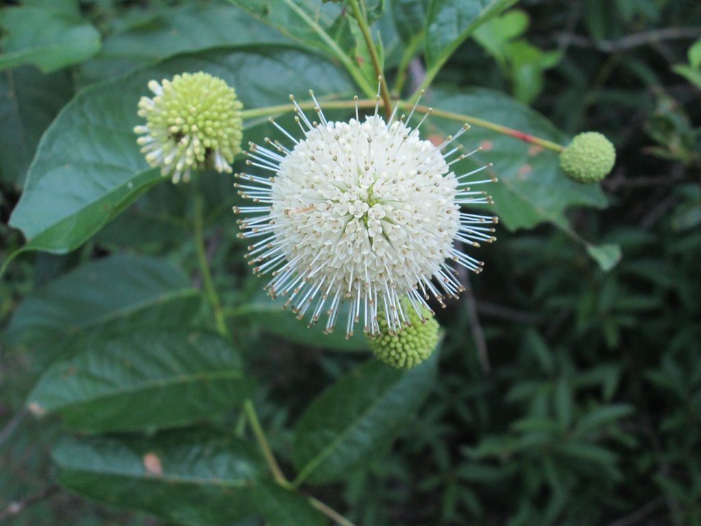 cephalanthus occidentalis (craven county, nc) Spherical cluster of white flowers with exserted stamens