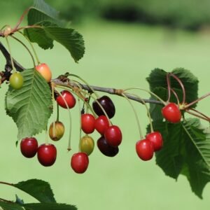 Fruits, leaves and stem