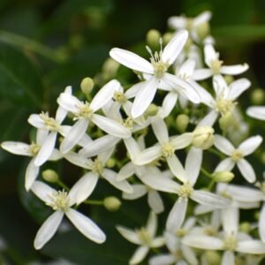 White flowers of native Virgin’s Bower (Clematis virginiana)
