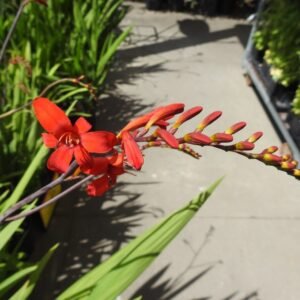Scarlet-red Crocosmia ‘Lucifer’ flowers and buds on an arching stem
