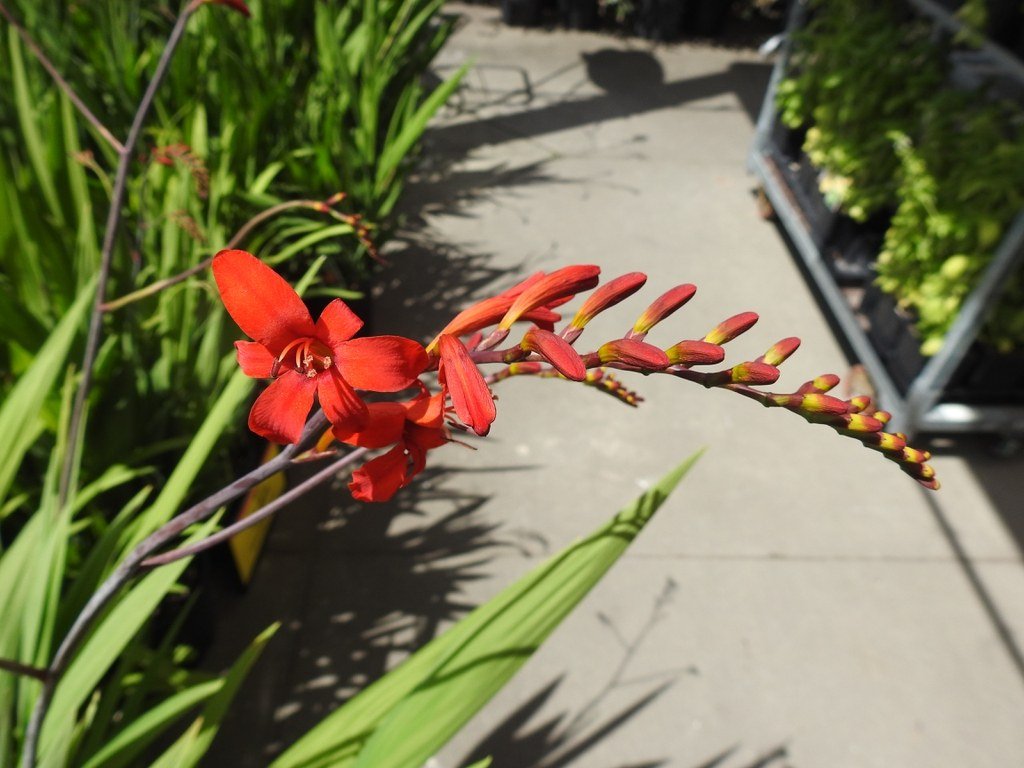 crocosmia ‘lucifer’ flowers Scarlet-red Crocosmia ‘Lucifer’ flowers and buds on an arching stem