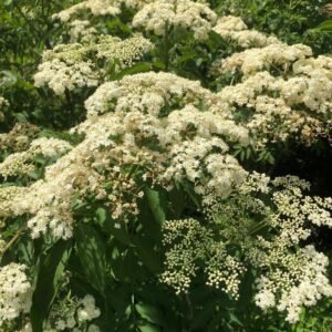 Shrub with dense, domes or flat-topped clusters of tiny flowers
