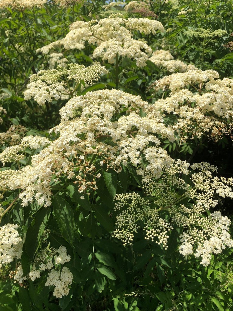 sambucus canadensis (warren county, nc) Shrub with dense, domes or flat-topped clusters of tiny flowers