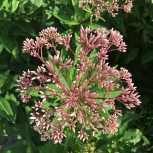Pink flower clusters and whorled leaves of Coastal Joe-Pye Weed (Eutrochium dubium)
