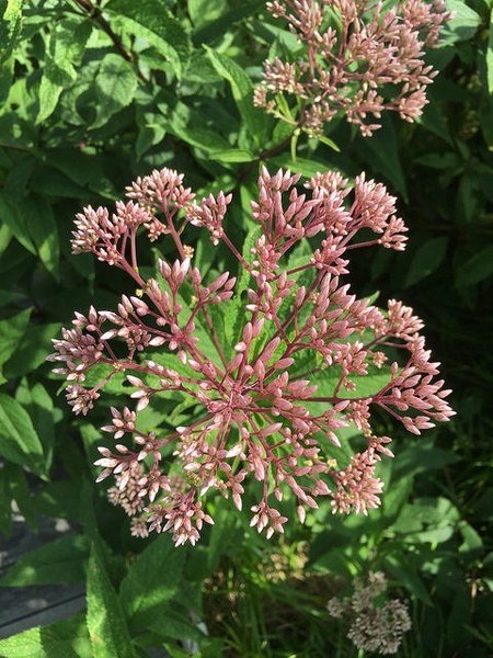 coastal joe pye weed flower clusters Pink flower clusters and whorled leaves of Coastal Joe-Pye Weed (Eutrochium dubium)