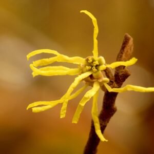Yellow ribbon-like petals of American witchhazel