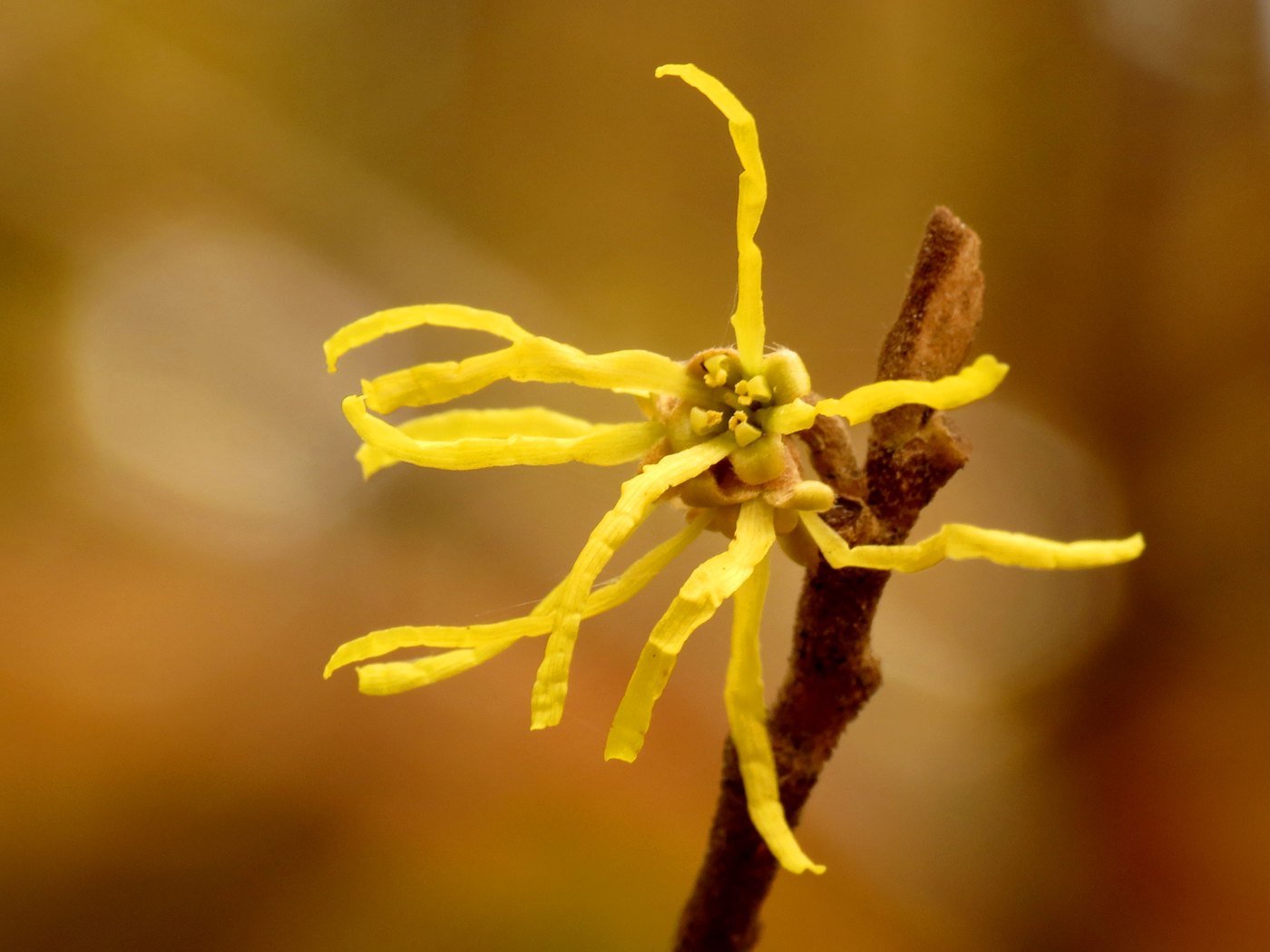 american witchhazel flower Yellow ribbon-like petals of American witchhazel