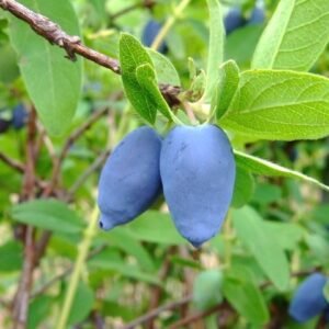 Blue honeyberry fruits on a leafy branch; cultivar unidentified