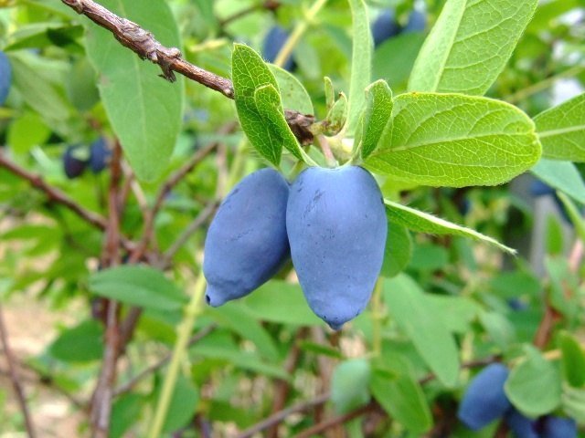 lonicera caerulea fruit — representative image Blue honeyberry fruits on a leafy branch; cultivar unidentified
