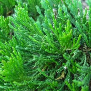 Representative creeping juniper species foliage; cultivar not confirmed