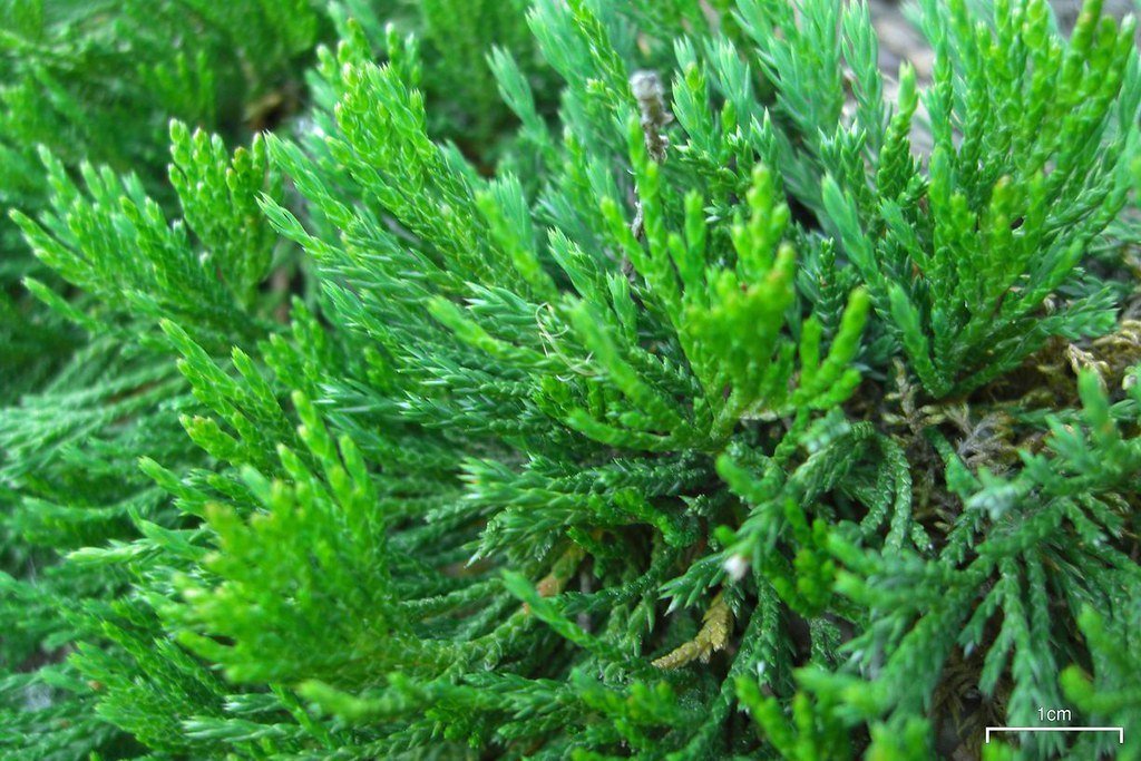 needles Representative creeping juniper species foliage; cultivar not confirmed