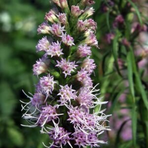 Purple blazing star flower spike with feathery blossoms and narrow green foliage.