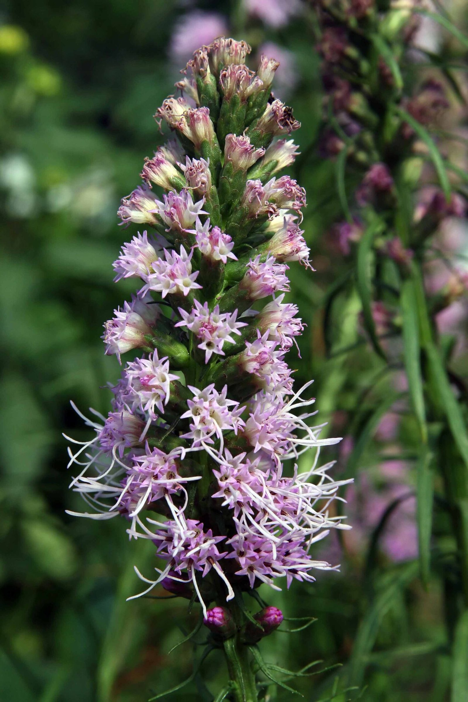liatris spicata 7zz Purple blazing star flower spike with feathery blossoms and narrow green foliage.