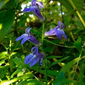 Great blue lobelia with blue tubular flowers on an upright stem and toothed green leaves.