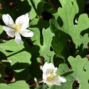 Flowers/Leaves - Wake Co., NC