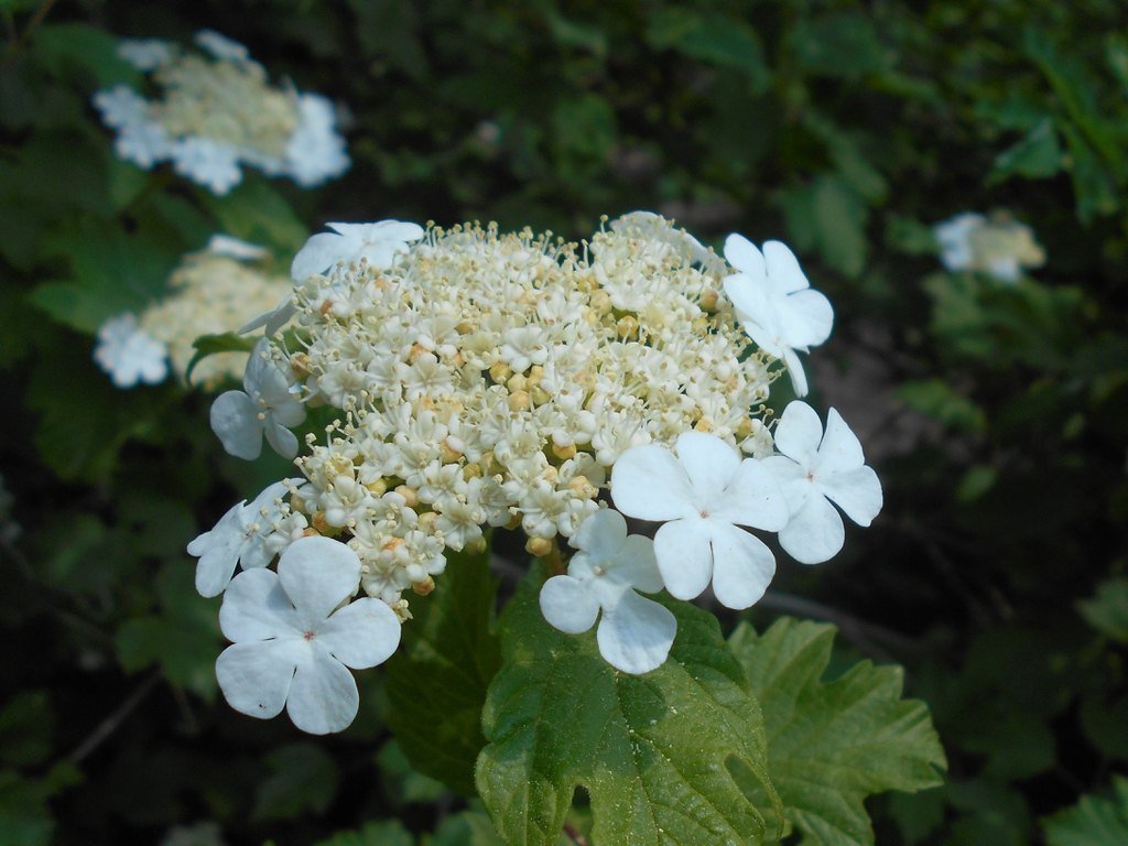 flowers Flowers