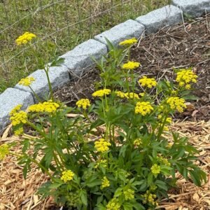 Golden-yellow flower clusters and foliage of Golden Alexanders (Zizia aurea)