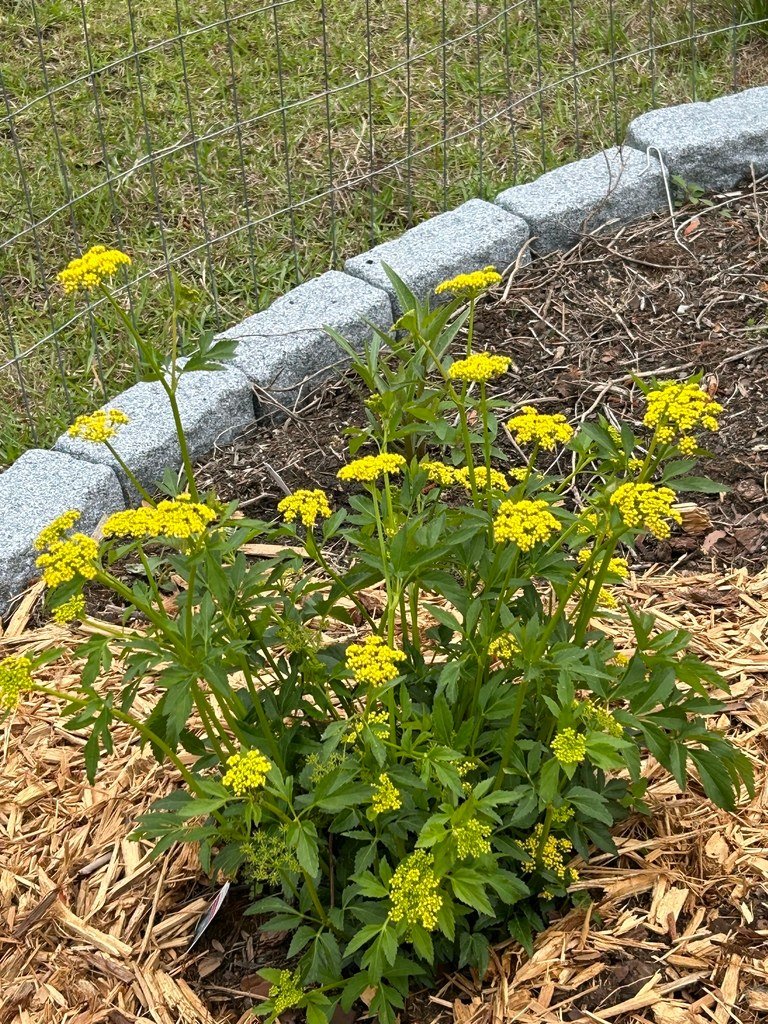 golden alexanders in bloom Golden-yellow flower clusters and foliage of Golden Alexanders (Zizia aurea)